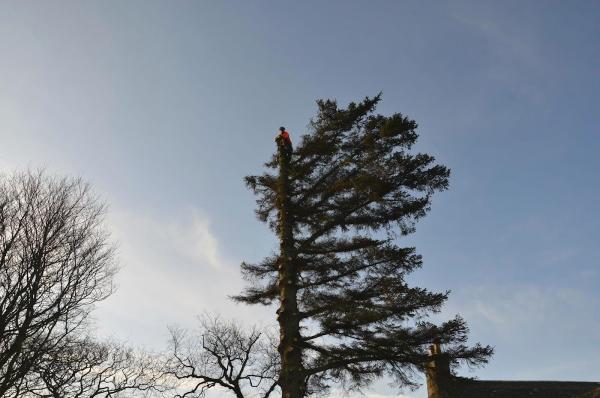 Aberdeenshire Tree Specialist