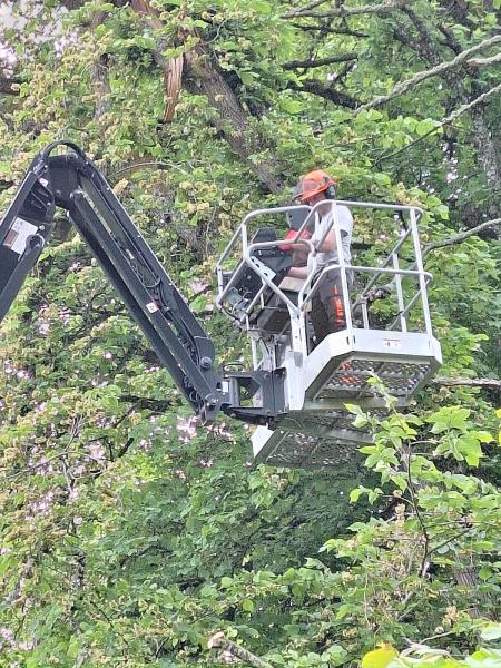 Aberdeenshire Tree Specialist