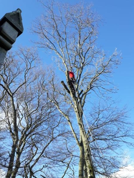 Aberdeenshire Tree Specialist