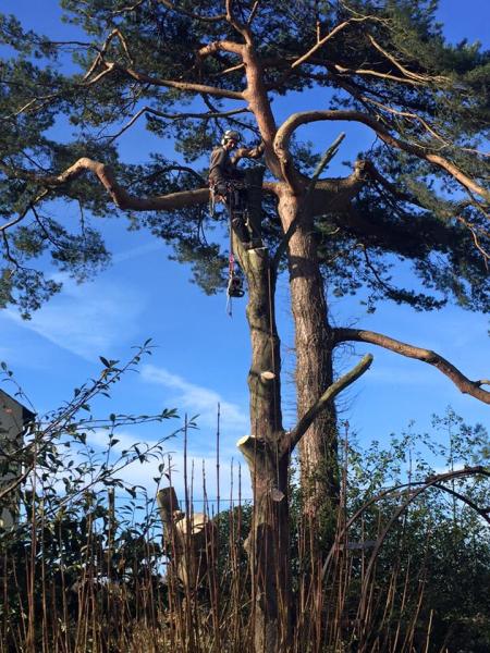 M & J Tree Specialists Ltd