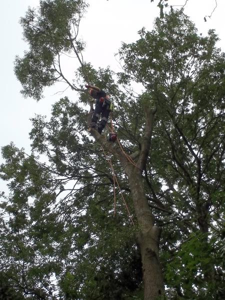 Ken Hogan Tree Services