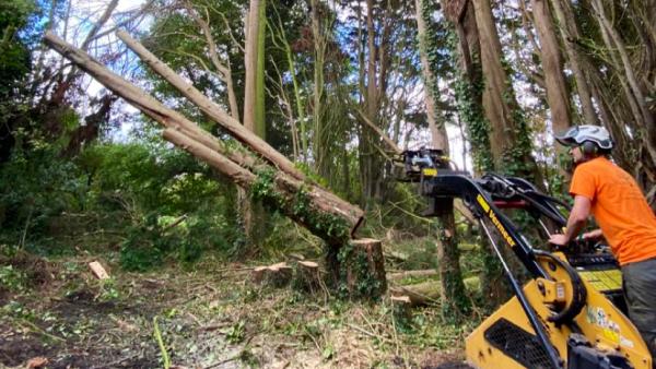 Ross Giles Tree Surgery