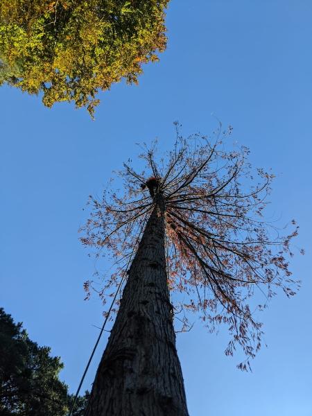 Ross Giles Tree Surgery