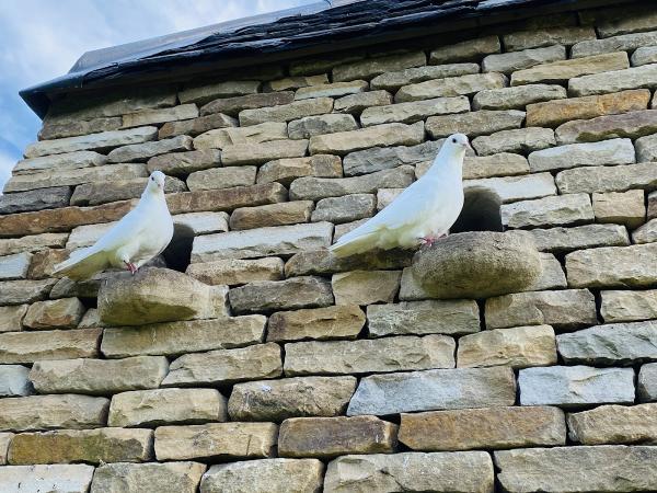 Drystone Walling Perthshire