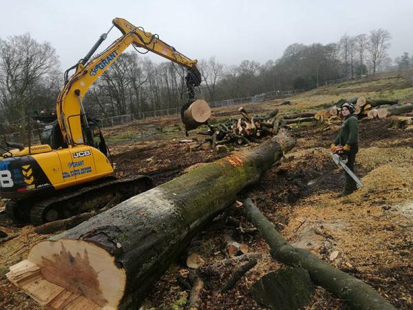 Casey Tree Care