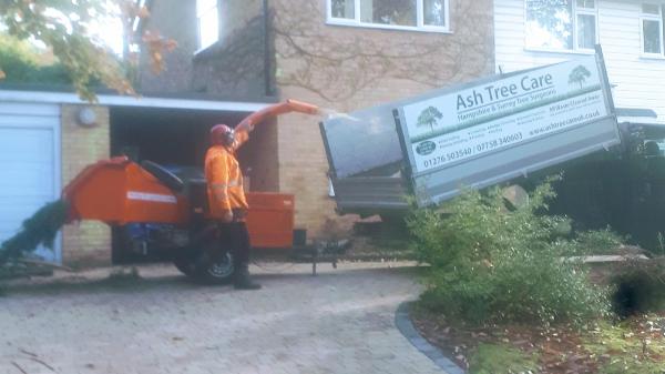 Ash Tree Care