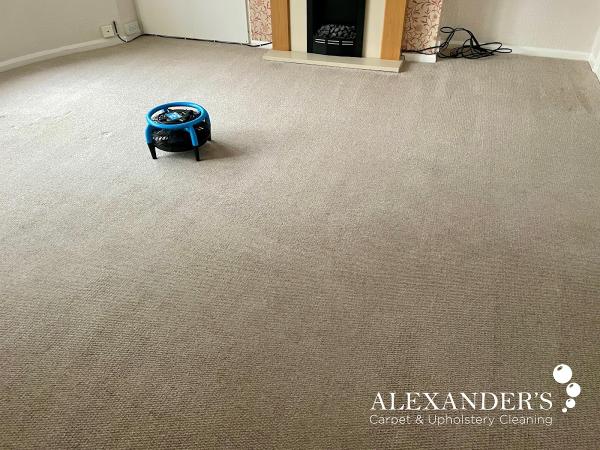 Alexander's Carpet and Upholstery Cleaning