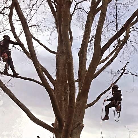 Arboreal Tree Care