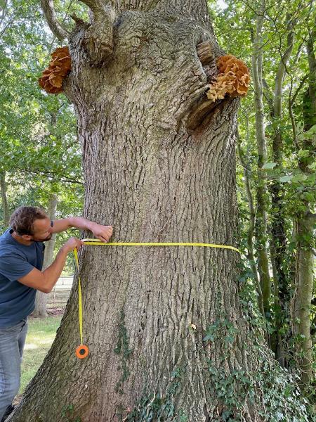 Peacock Tree Consultancy