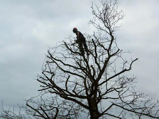 H and E Tree Services LTD