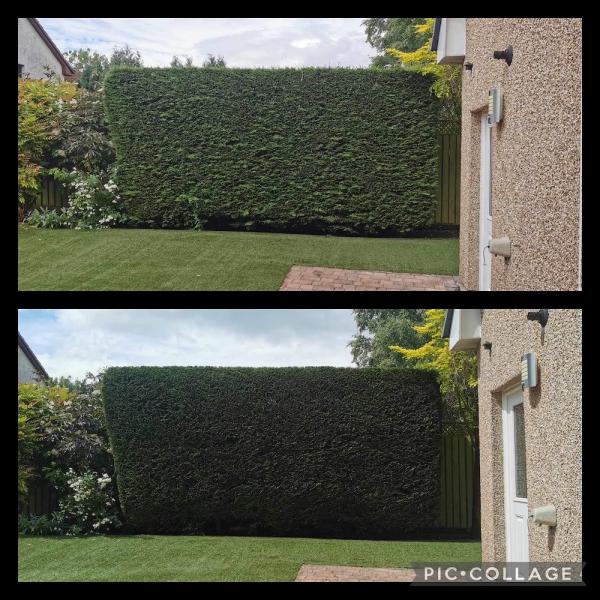 East Coast Tree & Hedge Surgery