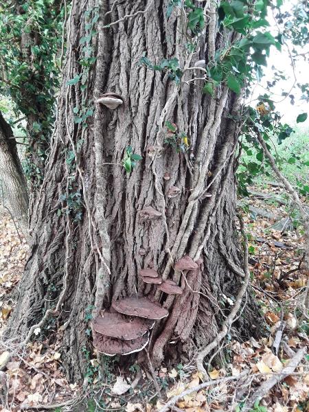 Redeswood Tree Surveying and Woodland Management