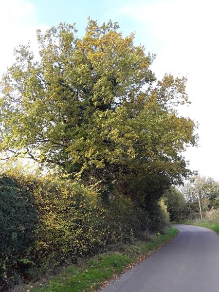 Redeswood Tree Surveying and Woodland Management