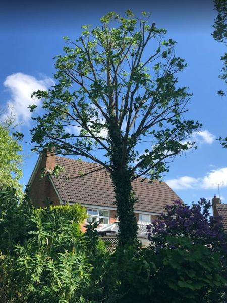 Acre Tree Management