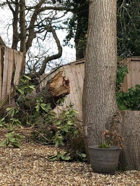 Adrian Kensit South Coast Tree Surgeons