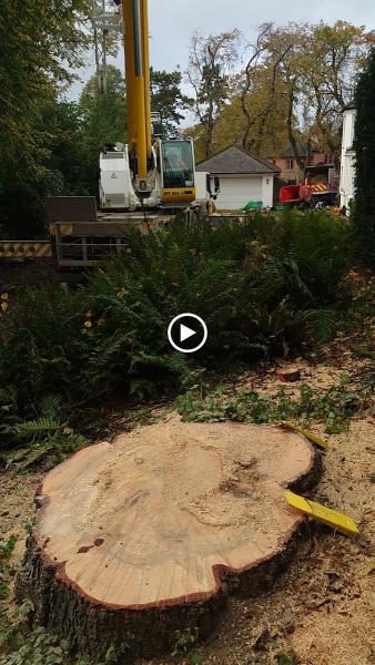 Beaver Treework