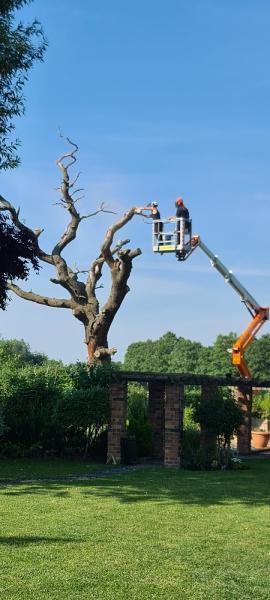 A P Tree Services