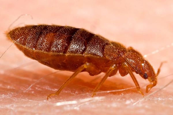 Axatax Pest Control