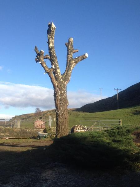 Birstall Tree Services