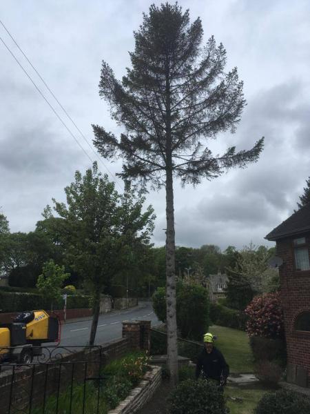 Birstall Tree Services