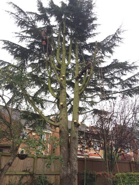 Thorntree Tree Services