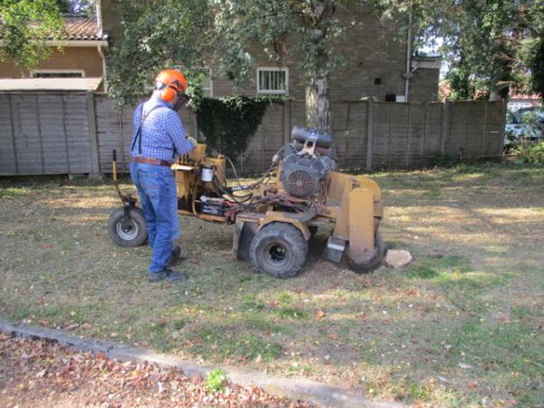 The Tree Guy