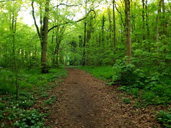 Holmes Forestry