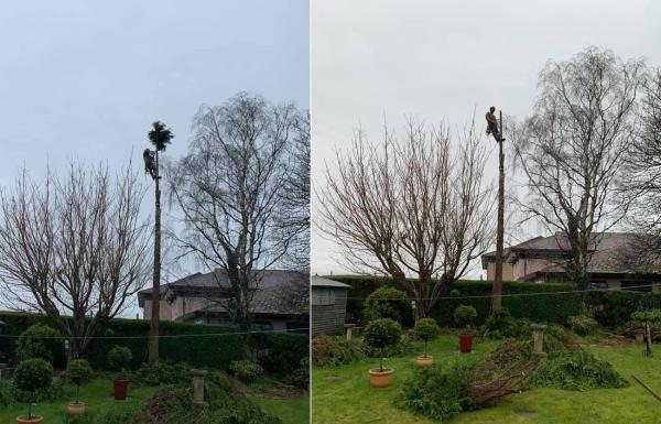 Clarkes Tree Services