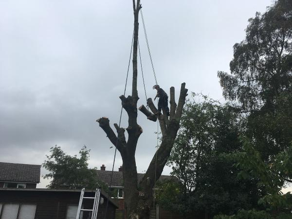 Bailey Tree Services