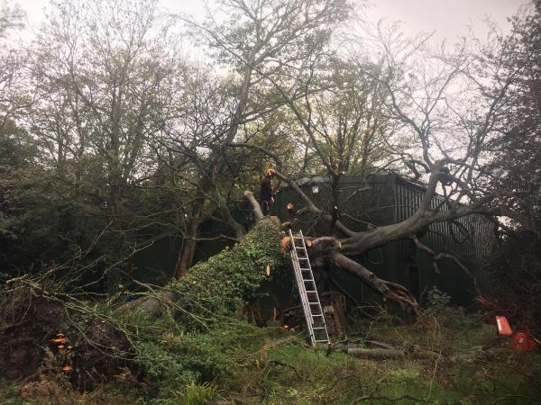 Bailey Tree Services