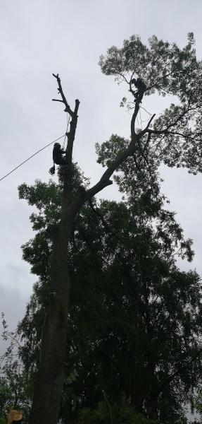 Special Branch Tree Services
