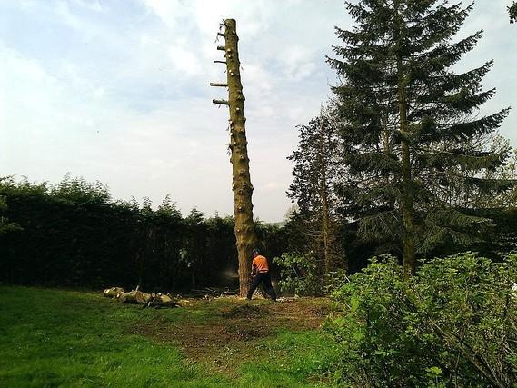 Cultiv-8 Tree & Garden Services