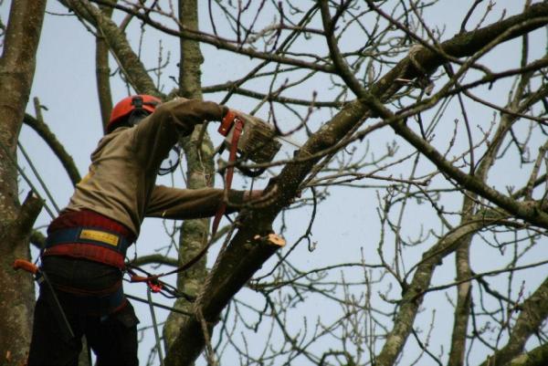 Kemps Tree Care