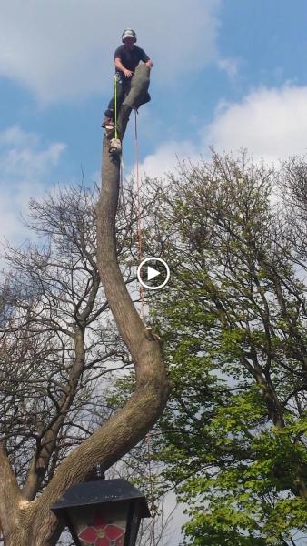 Tree & Landscape Services North East
