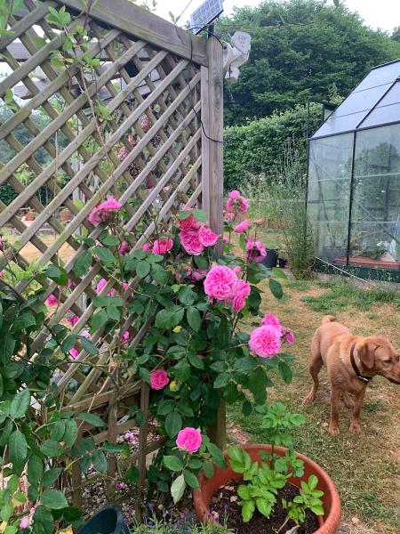 Wheatley Devon (Services) Limited