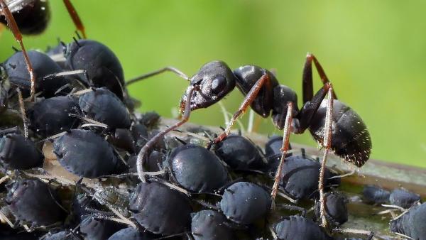 First Pest Control