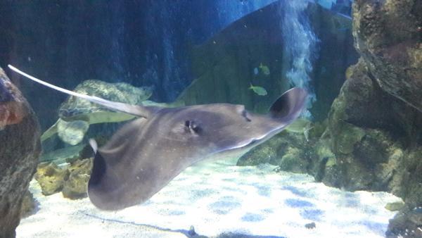 Dorset Property Search