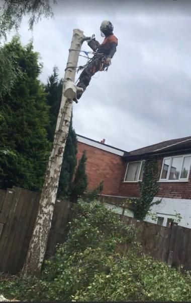 Forever-Tree's Manchester Tree Surgeon and Landscaping