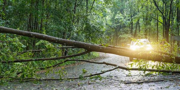 Heartwood Tree Management