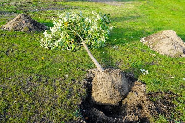 Heartwood Tree Management