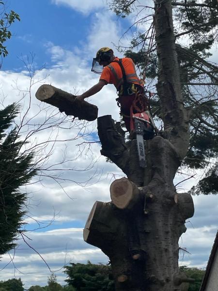 RH Tree Contractors