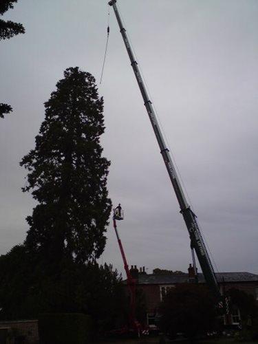 Merritt Tree Specialists