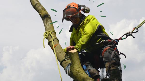 Bawden Tree Care