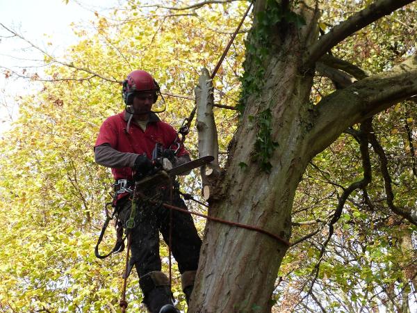 Treescape Tree Services