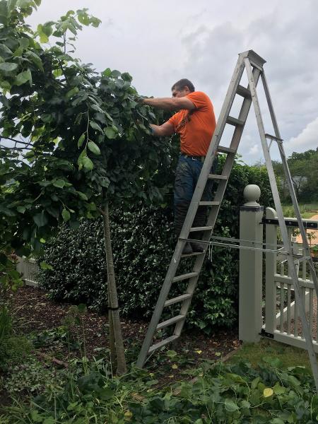 Treescape Tree Services