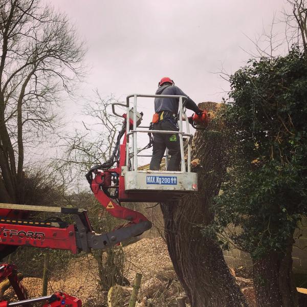 Colledge Tree & Landscape Services