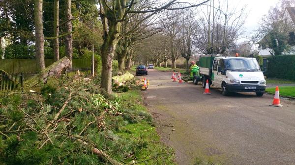 Leicester Tree Surgeon