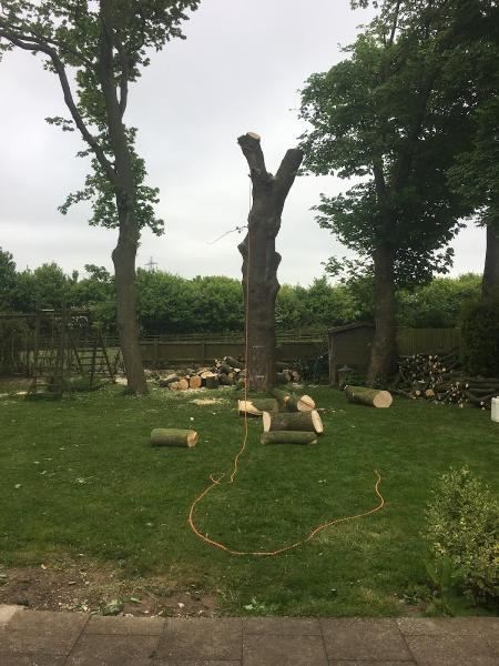 Yorkshire Treecraft