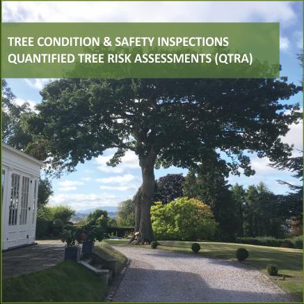 East Devon Tree Care Ltd