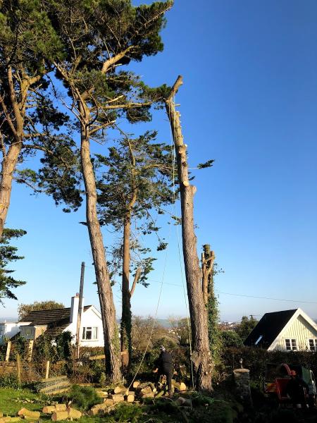 Skyline Tree Surgery